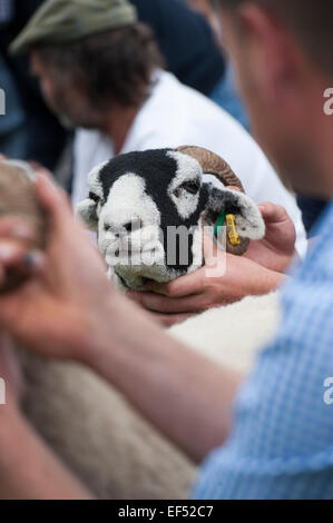 A giudicare swaledale ovini all'annuale mostra Muker, Swaledale, North Yorkshire, Regno Unito. Foto Stock