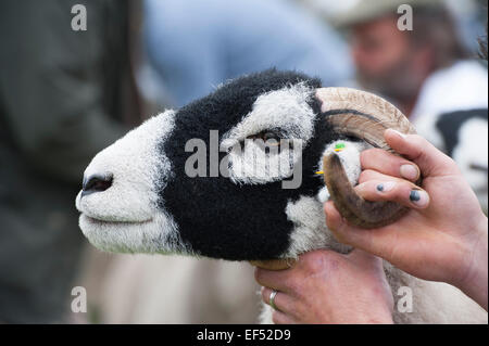 A giudicare swaledale ovini all'annuale mostra Muker, Swaledale, North Yorkshire, Regno Unito. Foto Stock