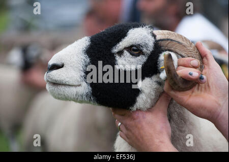 A giudicare swaledale ovini all'annuale mostra Muker, Swaledale, North Yorkshire, Regno Unito. Foto Stock