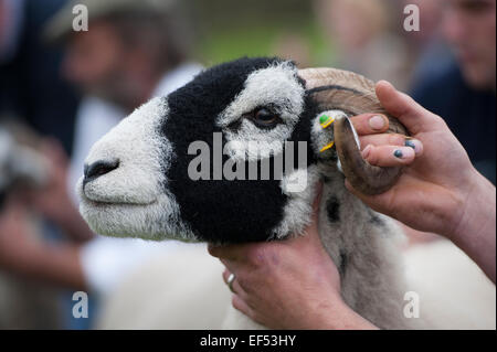 A giudicare swaledale ovini all'annuale mostra Muker, Swaledale, North Yorkshire, Regno Unito. Foto Stock