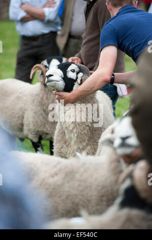 A giudicare swaledale ovini all'annuale mostra Muker, Swaledale, North Yorkshire, Regno Unito. Foto Stock