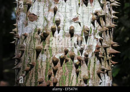 Spine sul tronco di un albero di Ceiba Ceiba pentandra Foto Stock