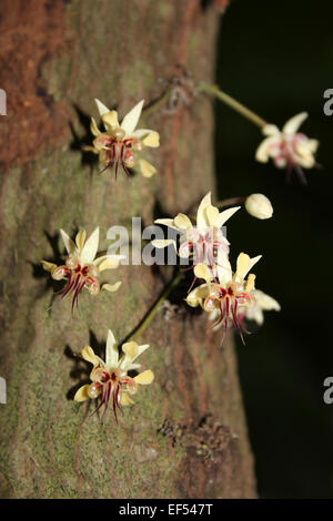 Albero del cacao Theobroma cacao fiori Foto Stock