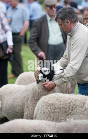 A giudicare swaledale ovini all'annuale mostra Muker, Swaledale, North Yorkshire, Regno Unito. Foto Stock