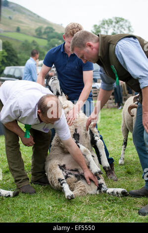 A giudicare swaledale ovini all'annuale mostra Muker, Swaledale, North Yorkshire, Regno Unito. Foto Stock