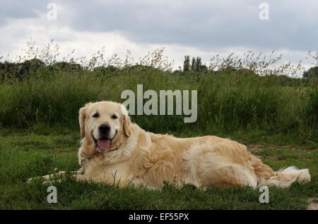 Il Golden Retriever Ruede 5 Jahre liegt auf einer Wiese vor einem Feld Foto Stock