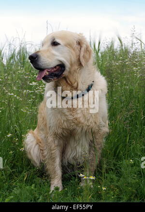 Il Golden Retriever Ruede 5 Jahre sitzt in einem bluehenden Kamillenfeld Foto Stock