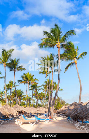 Gli alberi di palma, ombrelloni e lettini su di una spiaggia di sabbia. Costa dell'Oceano Atlantico, Repubblica Dominicana. Punta Cana Foto Stock