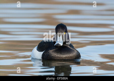 Moretta (Aythya fuligula). Maschio adulto Foto Stock