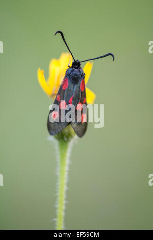 Una foto di un 5 posto Burnett Moth. Foto Stock