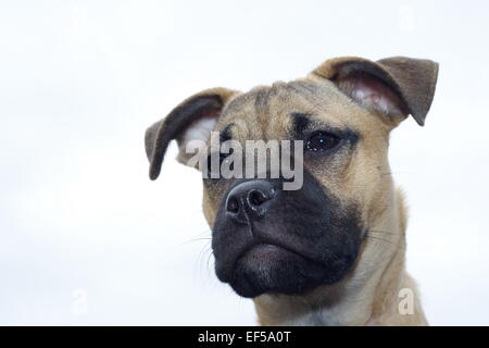 Mops miniatura Bullterrier ritratto vor weißen Hintergrund Foto Stock