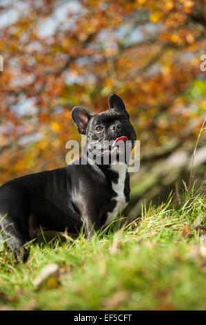 Con rivestimento nero bulldog francese, fuori in campagna, UK. Foto Stock