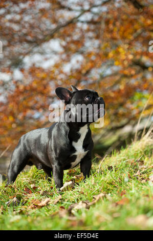 Con rivestimento nero bulldog francese, fuori in campagna, UK. Foto Stock