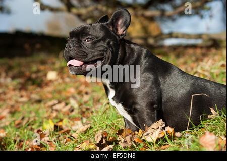 Con rivestimento nero bulldog francese, fuori in campagna, UK. Foto Stock