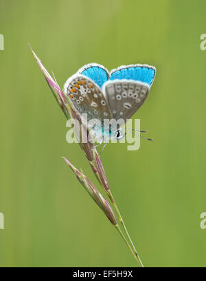 Una foto di un Adone Blue Butterfly. Foto Stock