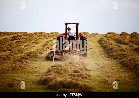 Agricoltore la guida vecchio trattore Massey Ferguson facendo il fieno nella contea di Down Irlanda Foto Stock