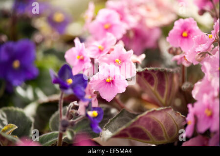 Saintpaulia ionantha fioritura grappolo Foto Stock