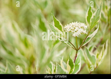Cornus alba ramoscello di fioritura Foto Stock