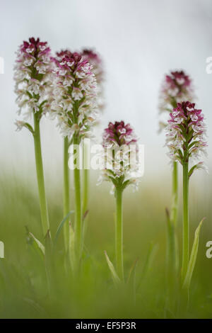 Una foto di bruciato punta di orchidee. Foto Stock