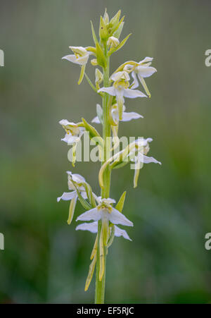 Una foto di una farfalla maggiore Orchid. Foto Stock