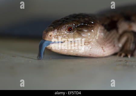 La fauna selvatica : Blue tongued skink - "Tiliqua gigas". Foto Stock