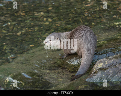 Asian breve artigliato Lontra: Aonyx cinerea. Captive. Foto Stock