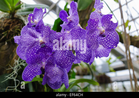 Una bella orchide dalla famiglia Vanda molto bel colore Foto Stock