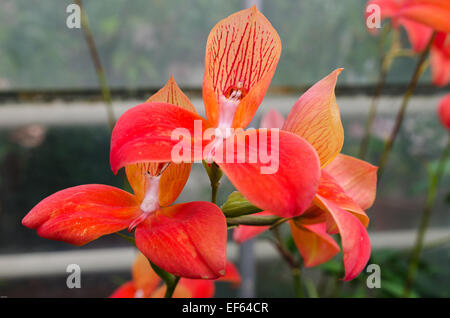 Disa uniflora una bellissima orchidea rossa e un po' di colore arancione un fiore tropicale Foto Stock