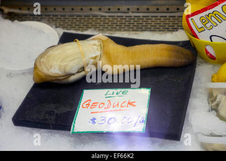 Geoduck, Taylor Crostacei Samish Farm Store, le Isole San Juan, Puget Sound, nello Stato di Washington Foto Stock