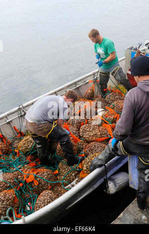 Vongola, Taylor Crostacei Samish Farm Store, le Isole San Juan, Puget Sound, nello Stato di Washington Foto Stock