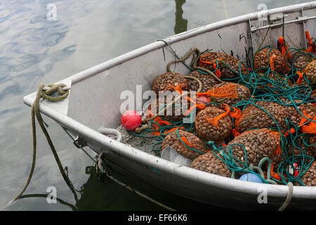 Vongola, Taylor Crostacei Samish Farm Store, le Isole San Juan, Puget Sound, nello Stato di Washington Foto Stock