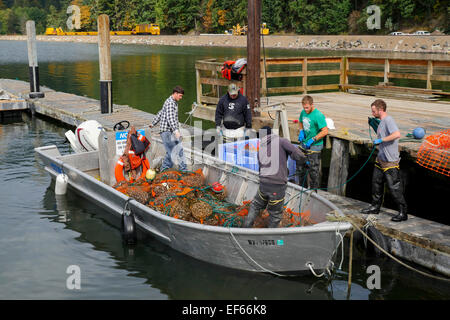 Vongola, Taylor Crostacei Samish Farm Store, le Isole San Juan, Puget Sound, nello Stato di Washington Foto Stock