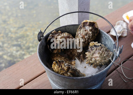 Oyster, Taylor Crostacei Samish Farm Store, le Isole San Juan, Puget Sound, nello Stato di Washington Foto Stock