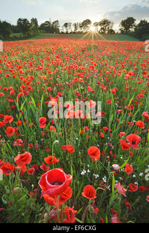 I campi di papavero vicino colaton raleigh Foto Stock