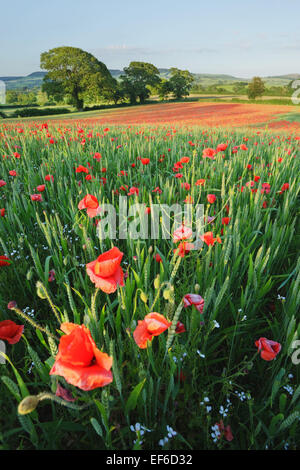 Campo di papavero vicino Colaton Raleigh Foto Stock