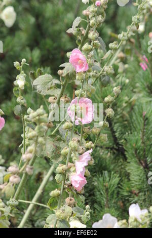 Alcea, comunemente noto come hollyhocks. Hollyhocks sono popolari giardino di piante ornamentali. Essi sono nativi in Asia e in Europa, Foto Stock