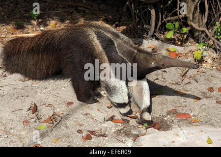 Anteater gigante, Myrmecophaga tridactyla Foto Stock