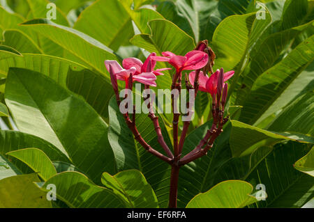 Plumeria rubra, Rosso Frangipani Foto Stock