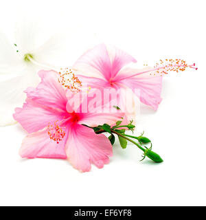 Colorato di rosa e bianco fiori di ibisco isolato su uno sfondo bianco Foto Stock