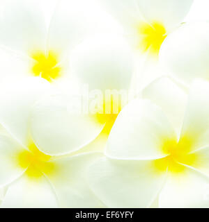 Il bianco e il giallo fiori profumati, Plumeria o frangipani pattern Foto Stock