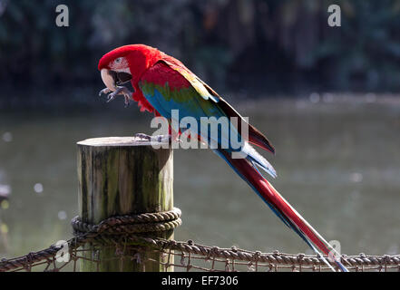 Verde-winged macaw, Ara chloropterus Foto Stock