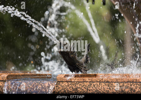 Un vicino la fotografia di un pesce in bronzo che è parte dell'Archibald Fontana in Hyde Park, Sydney, Australia. Foto Stock