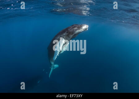 Humpback Whale (Megaptera novaeangliae), Argento banche, Repubblica Dominicana Foto Stock