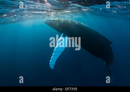 Humpback Whale (Megaptera novaeangliae), Argento banche, Repubblica Dominicana Foto Stock