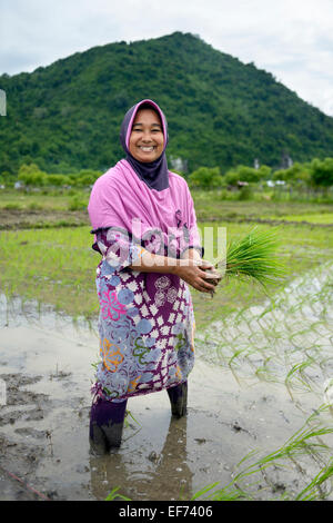 Contadino con pianticelle di riso in un invaso la risaia, Lam Teungo, sottodistretto Rozma, AD ACEH, INDONESIA Foto Stock