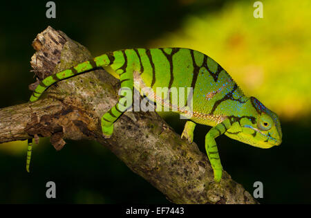 Ambiky Chameleon (Furcifer timoni), femmina, nella foresta pluviale della Montagne d'Ambre, Madagascar settentrionale, Madagascar Foto Stock