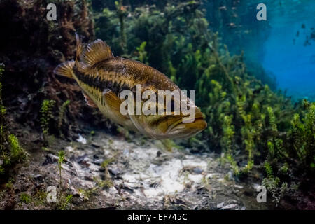 Largemouth Bass (micropterus salmoides) in Santa Fe River, Florida, Stati Uniti Foto Stock