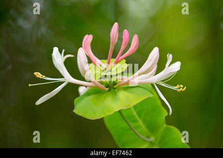 Caprifoglio Perfoliate o Italiano (Caprifoglio Lonicera caprifolium), fioritura, Turingia, Germania Foto Stock