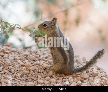 Harris'Antelope Squirrel (Ammospermophilus harrisii), Bryce Canyon National Park, Utah, Stati Uniti Foto Stock