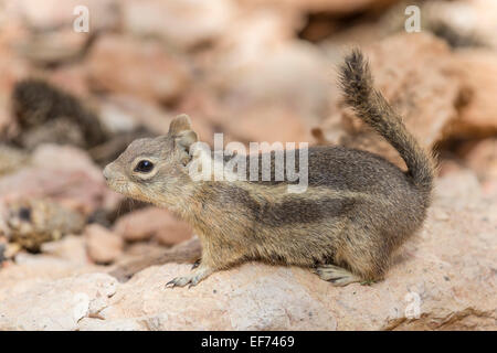 Harris'Antelope Squirrel (Ammospermophilus harrisii), Bryce Canyon National Park, Utah, Stati Uniti Foto Stock
